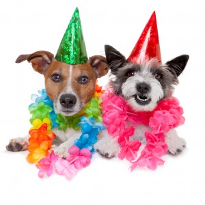 two funny birthday dogs celebrating close together as a couple