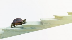 turtle climbing up staircase