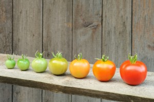 Seven tomatoes in a row, increasing in maturity from left to right