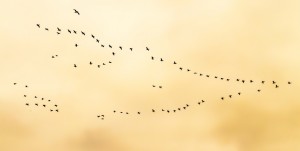 Migration of flock of birds flying in V-formation at dusk