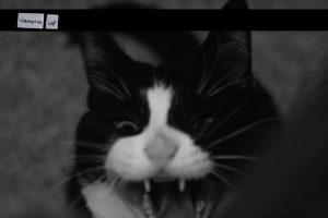 Photo of black and white cat with fangs