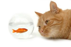 Gold fish in a bowl making eye contact with a cat.