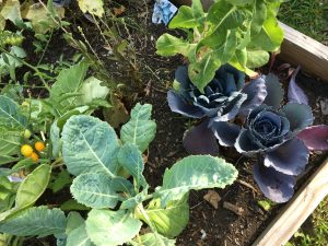 vegetables in garden bed