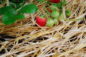 Strawberries