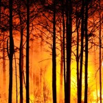 forest-fire-465617_640