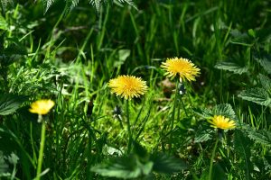 a few dandelions in a yard