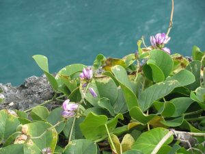 small purple flowers and green leaves next  to water