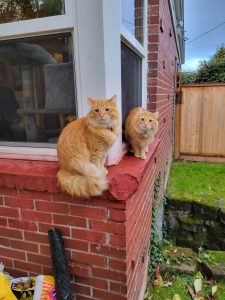 two ginger cats sitting on a brick windowsill outside.