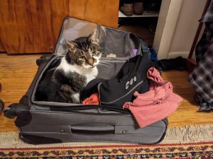 cat in suitcase