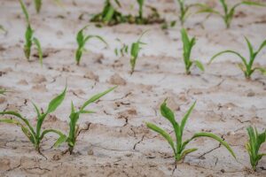 short stalks of corn in dry soil