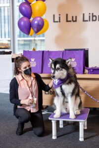Leah kneeling next to Dubs, an Alaskan Malamute and UW mascot, with purple and gold balloons
