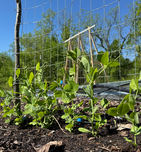 Pea vines climbing a wire fence in a garden
