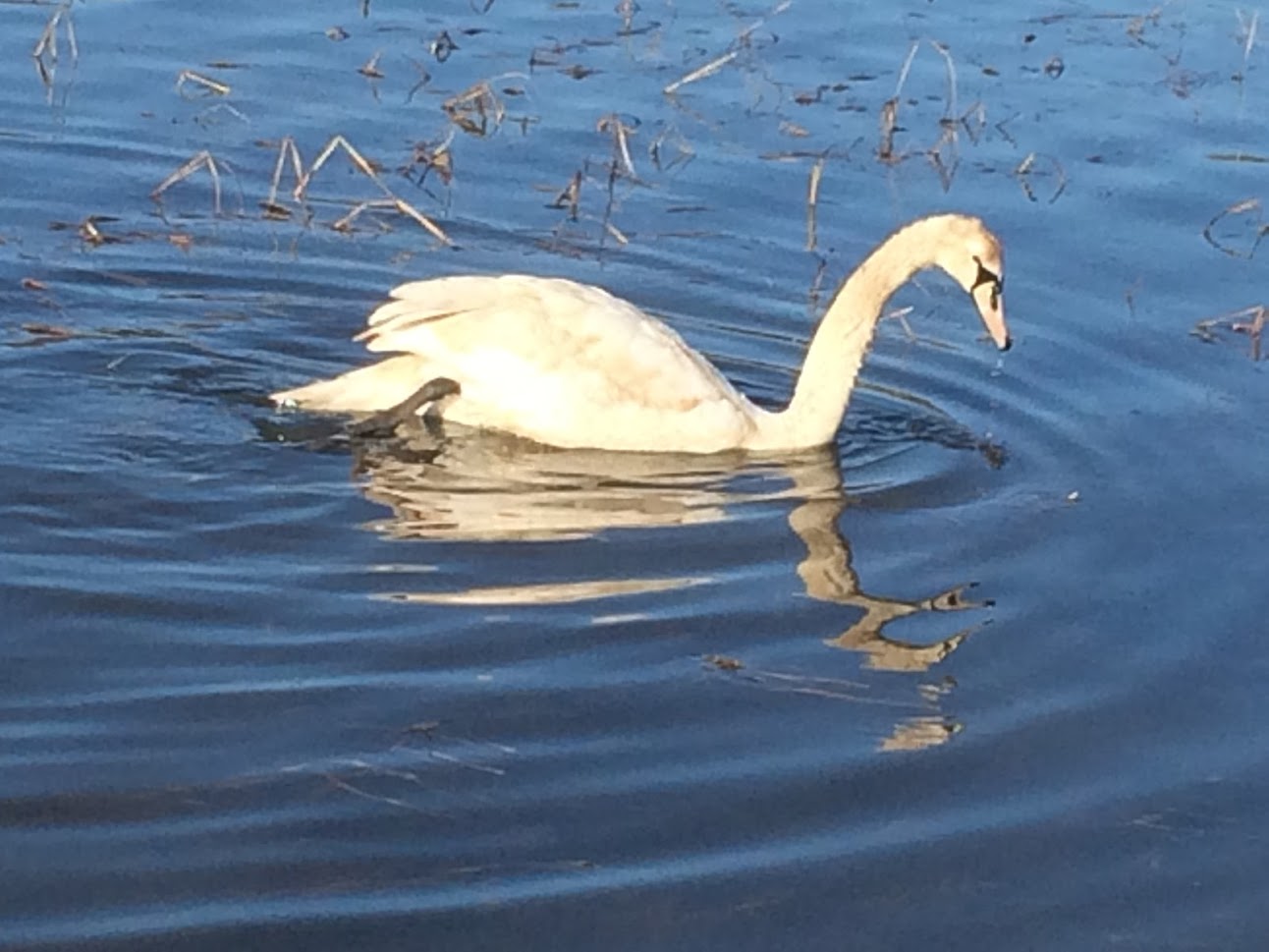 swan