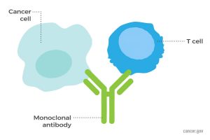 A cartoon-style illustration of a cancer cell connected to a T-cell by a monoclonal antibody.