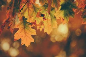 Leaves in fall with vibrant orange coloring