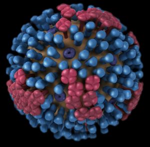 A 3D graphical representation of the biology and structure of a generic influenza virus