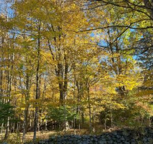 Trees in fall by rock wall.